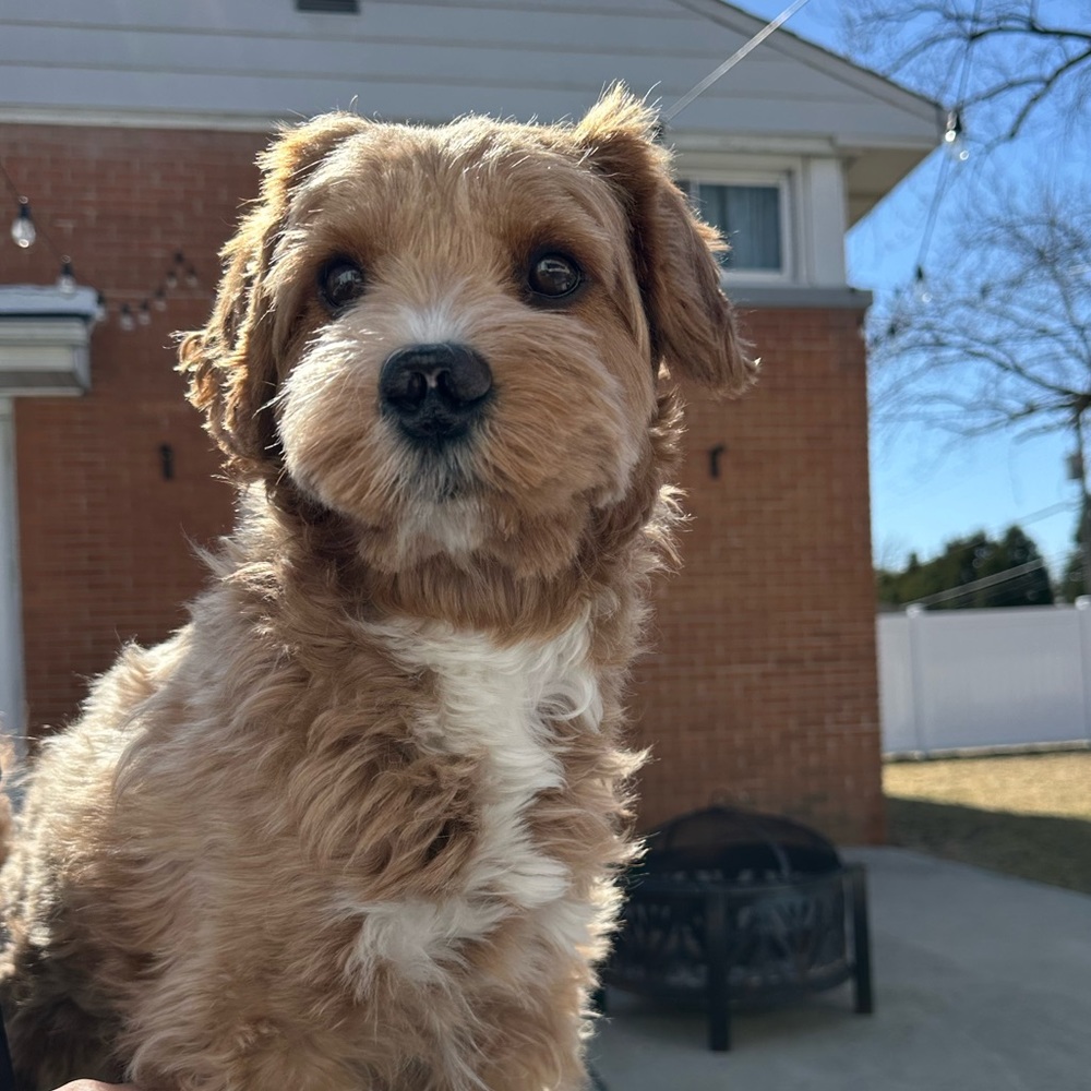 Meet your Posher, Jacob